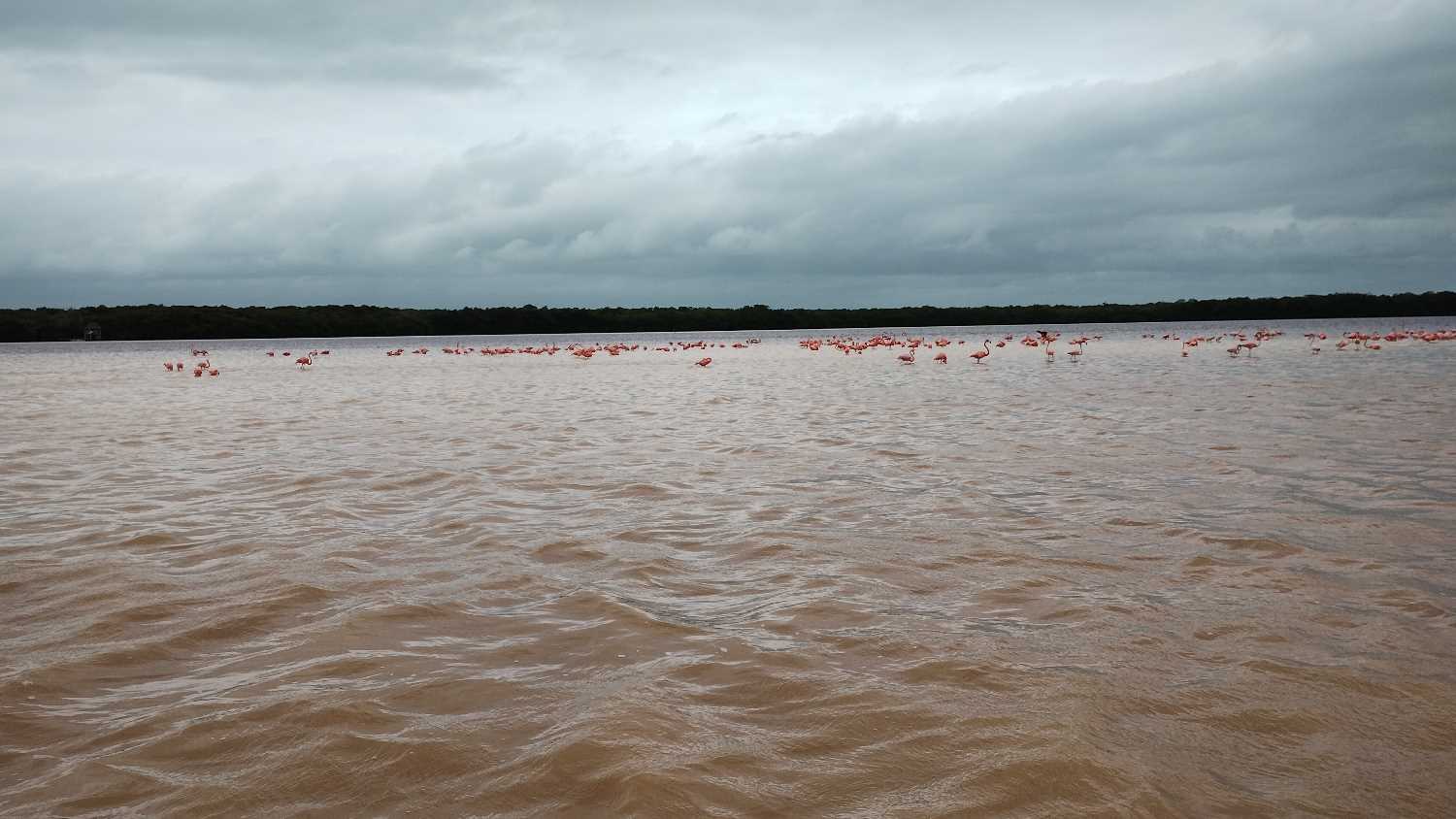 Tour a Celestún, Mayaab Travel