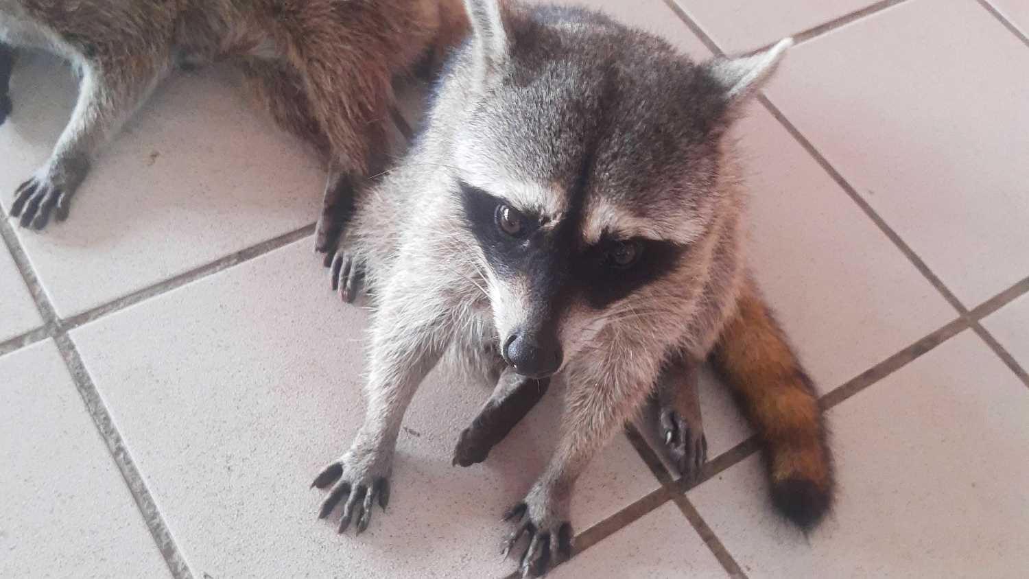 Tour a Celestún, Mayaab Travel