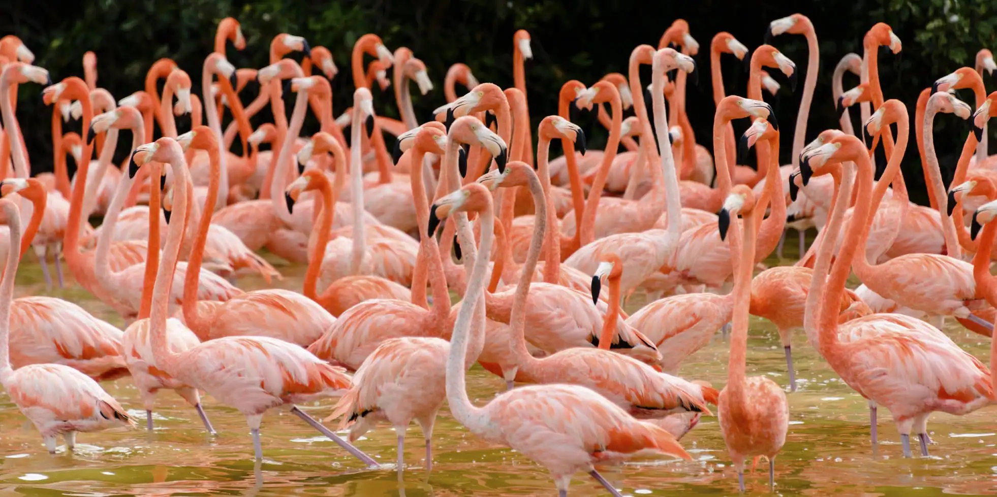 Tour a Celestún, Mayaab Travel