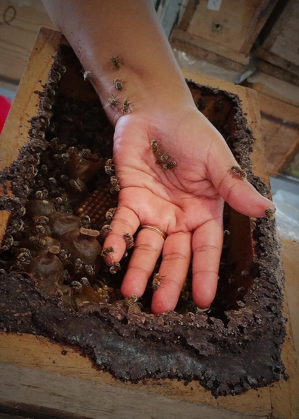 Tour Meliponario y Cenote