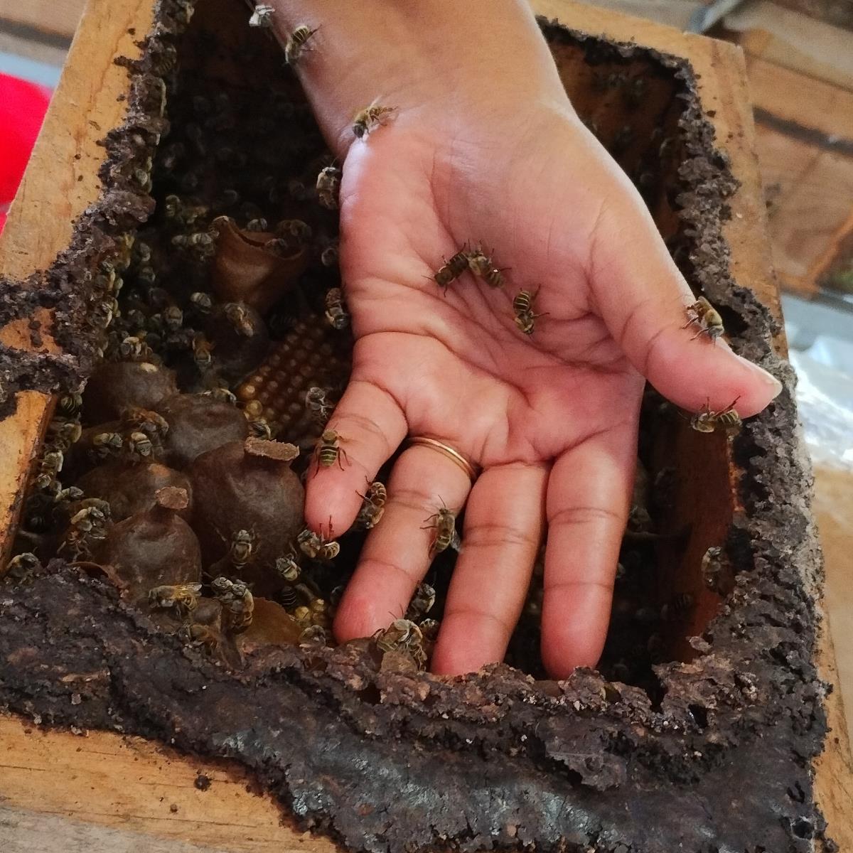 Tour Meliponario y Cenote