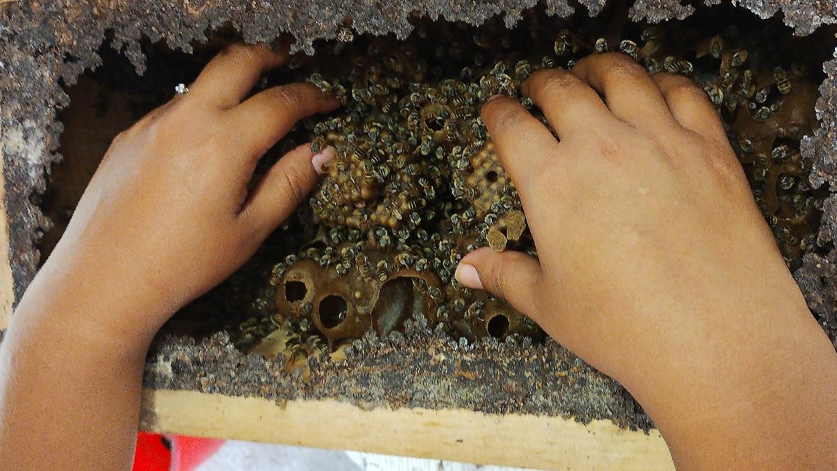 Tour Meliponario y Cenote